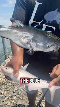 How to identify different catfish species
