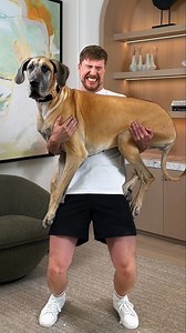 589K views · 12K reactions | Sosteniendo perros cada vez más grandes | MrBeast en Español | Facebook