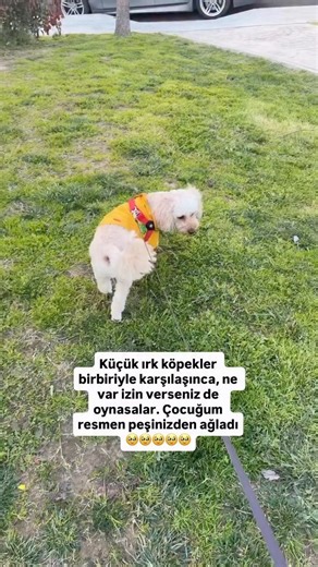 Üzüldüm 🥲 #köpek #puppy #poddle #reklamcilik #öneçıkar #reklam #pablo #pets #tavsiye