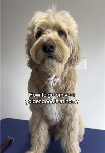 Goldendoodle Grooming 101: Essential Tips for Home Grooming