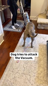 Dogs attacks the vacuum part 1. If you have a dog that is reactive, you could swap out whatever the trigger is for the word, vacuum, and still practice the same sessions, and get the same results. High prey drive leads to a lot of reactivity, and it bleeds into other areas in your life. This isn’t a terribly uncommon scenario. It’s so important to correct an address, the behavior that you dislike in all areas in your life! Let me know your thoughts and questions below | Say It Once Dog Training