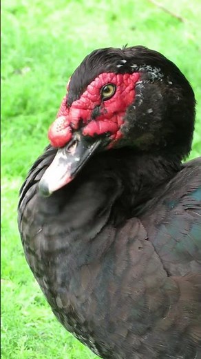 Canard de Barbarie noir sauvage 🦆❤️🖤