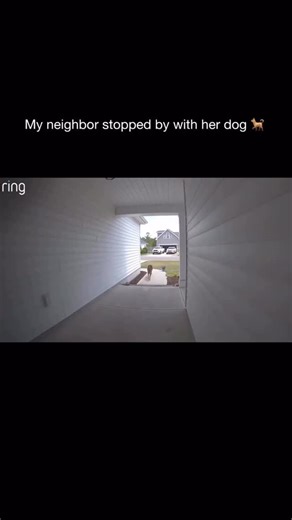 Girls only 😝 on Instagram: "Ring is a must-have for all pet owners. The search party functionality helps you find your pet if they’re ever lost. #ad"