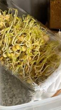 Alfalfa sprouts, easy and delicious 😋 #recipe #healthyfood #sprouts #nutrients #tequisquiapan