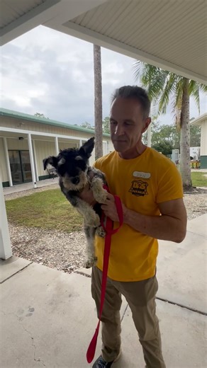 111 reactions · 47 shares | Small dog BUDDY is on the adoption floor and looking for a home. #adopt www.collierpets.com | Collier DAS Dogs -by volunteers | Facebook