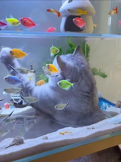 Cat’s Dream Aquarium Home 🐱🐠