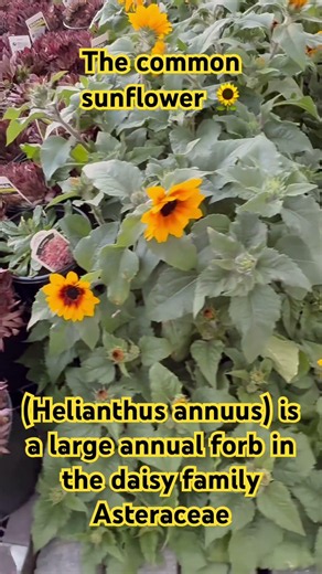 The common sunflower (Helianthus annuus) is a large annual forb in the daisy family Asteraceae