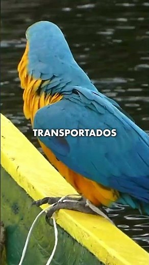 Wildlife Trafficking | Explained in 30 Seconds