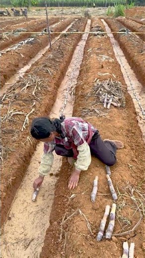 Manual Sugarcane Planting in the Plantation | Stem Insertion into Soil