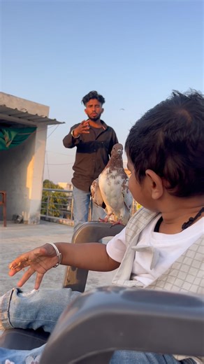 Kabuter aa gye😱🕊️😭 #pigeon #shorts #shortsfeed #youtubeshorts #viral #spkabuterclub