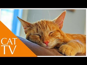 Exciting Video for Cats to Watch ⭐ - CAT TV (TESTED)