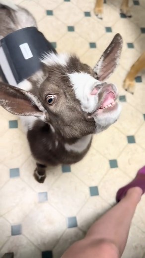 3.7K views · 104 reactions | Nigerian Dwarf Goat, Mr. Pickles, Making Funny Faces #minigoats #nigeriandwarfgoats #goats #funnypets #babygoats | Skeletons on Kerth Road | Facebook