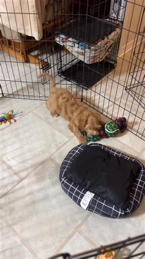 Reserved #puppyperfectionist #cavapoo #foundationstraining #cavapoopuppy | Puppy Perfectionist