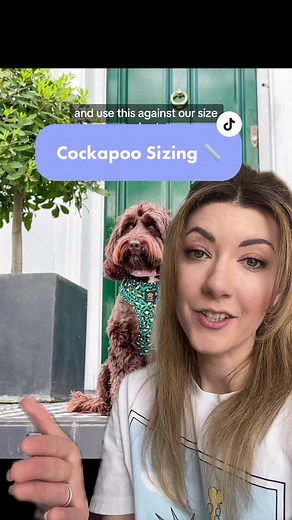 Cockapoo Sizing Guide: Understanding Size Variations