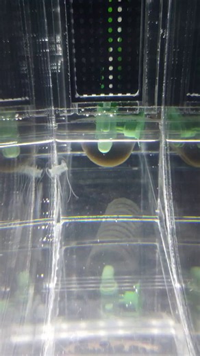 極端に特殊な形のクラゲである。一見、傘の“上”から触手が生えているのだから。