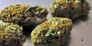 Smell of raw cannabis allows police to search a vehicle, Illinois Supreme Court rules