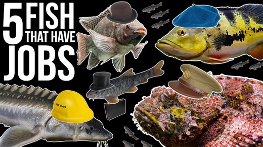 Working Fish?! 5 Species That Kinda Have Real Jobs