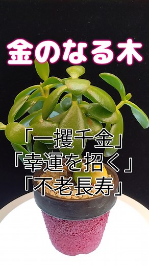 金のなる木の育て方と風水効果