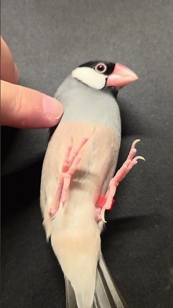 Java finch being derp(Day 102)
