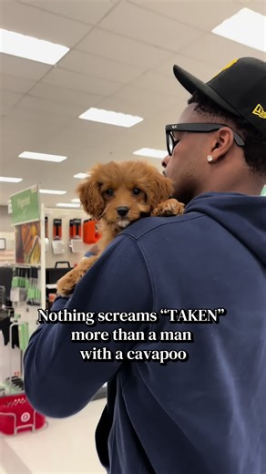 Cavapoo: The Perfect Companion for Your Family