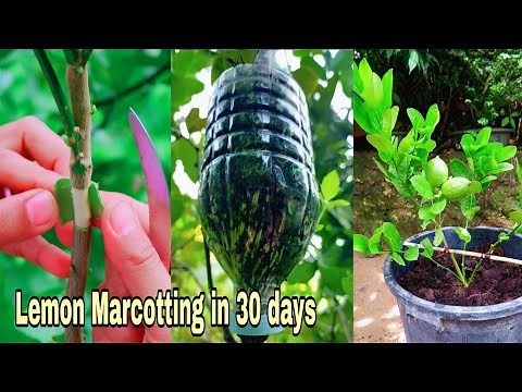 Lemon Marcotting - Complete Procedures
