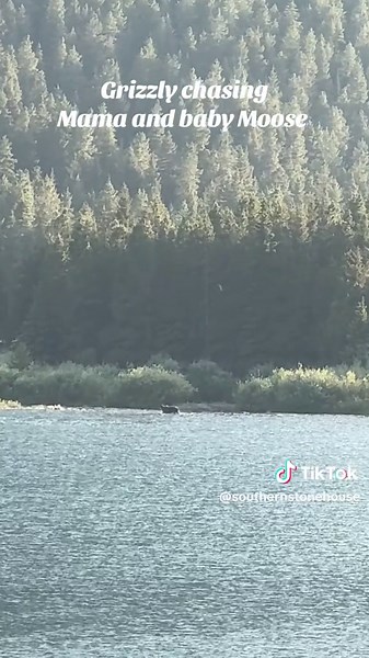 Grizzly Chasing Mama and Baby Moose in Montana