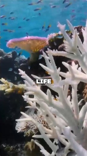 OXYGEN Isn’t Natural!? 🌍😱