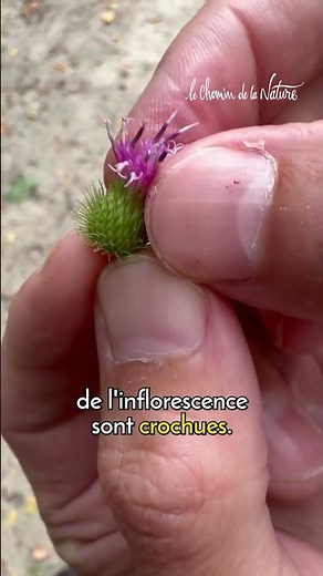 La bardane, la plante qui a inspiré l'inventeur du velcro !