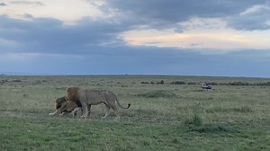 Lion this evening | Lemurt Wildlife