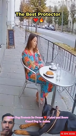 Smart Dog Protects Its Owner ❤️ | Loyal and Brave Guard Dog in Action #dogcoach #pitbull #doglife