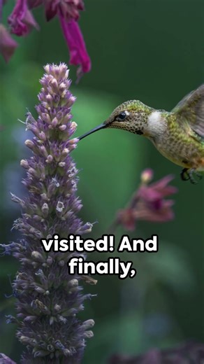 Hummingbird Magic ✨