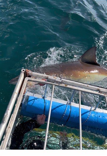 Shark Cage Diving: Yellow Tail and Bronzies Adventures