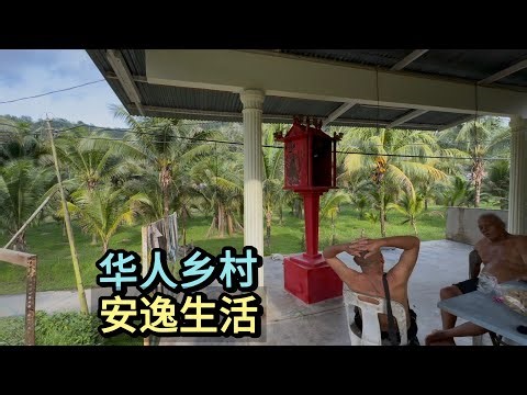 🇲🇾 去大马华人kampung 买椰子，发现他们乡下生活很安逸，门前种百颗椰子树！每个人的生活状态都很松弛！