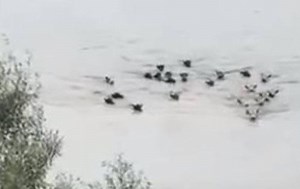 Watch: Herd of cows swims through flood to safety