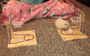 Example of Multi-Agent Reinforcement Algorithms