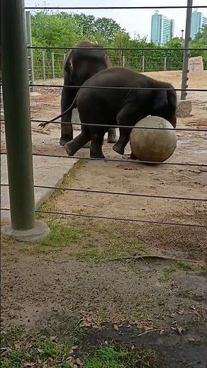 Elephant playing with ball in Houston ZOO 😊 #tranding #houstonzoo #visit #zoo
