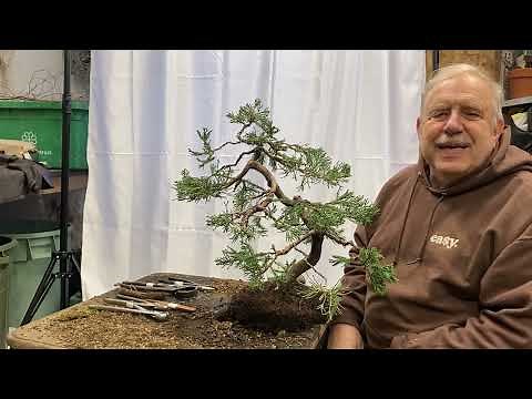 Why, When and How to Repot a Juniper Bonsai