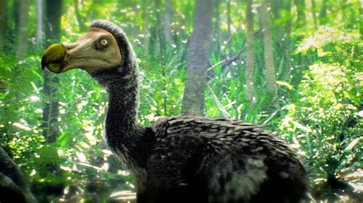 What the dodo’s extinction really teaches us