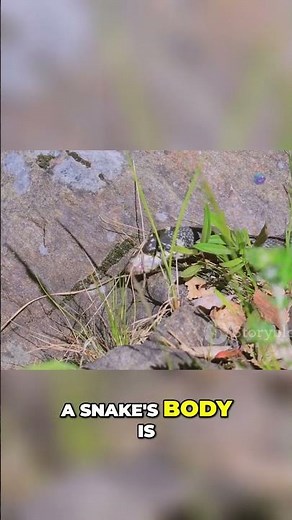 Snakes: Body of a Master of Movement