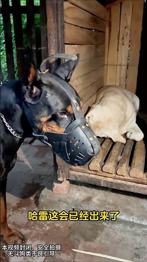 "Training a Biting Labrador – Turning Aggression into Obedience! 🐕 #Dog #Labrador #GuardDog #shorts