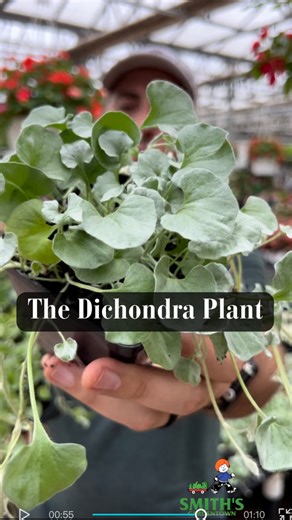 Dichondra is a low-growing perennial ground cover with lush, coin-shaped leaves that create a velvety texture. It thrives in sun to partial shade and is versatile, making it suitable for various garden settings. With its trailing habit, it's ideal for hanging baskets or as a lawn substitute. Its resilience and easy maintenance make it a popular choice for adding natural beauty to any outdoor space. #smithsgardentown #dichondra #lowmaintenance #garden #container #landscapedesign #groundcover #per