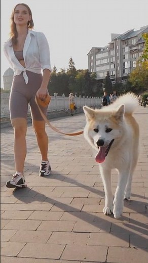The Akita Inu: A Breed That Barely Survived War #dogs #akita #dogfacts