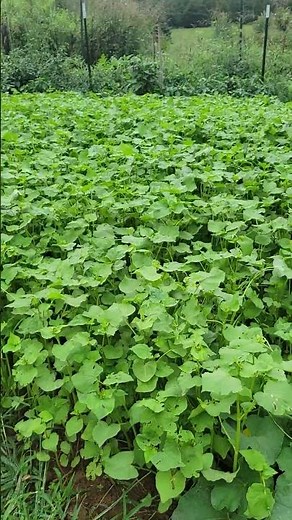 This is why I grow buckwheat in my garden