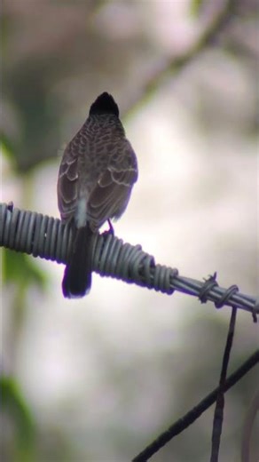 Red-vented Bulbul Bird Song | Relaxing Nature Sounds