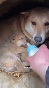 The boot speed is really fast. Pastoral Dog Puppies. Dogs. Chinese Pastoral Dogs. Small Milk Dogs.