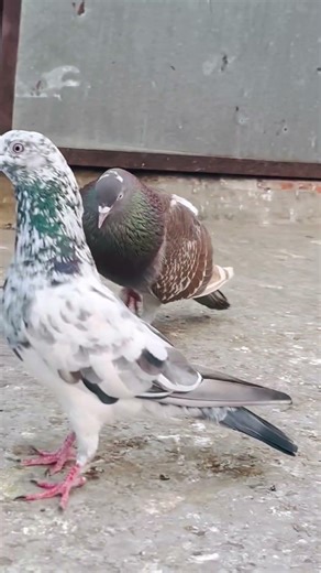 Alamin-pigeon👍♥️🕊️#youtubeshorts #pigeon #shorts #vairalshort #kabootar #foryou #foryourpage