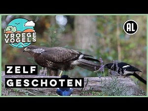 Eksters pesten buizerd | Zelf Geschoten | Vroege Vogels