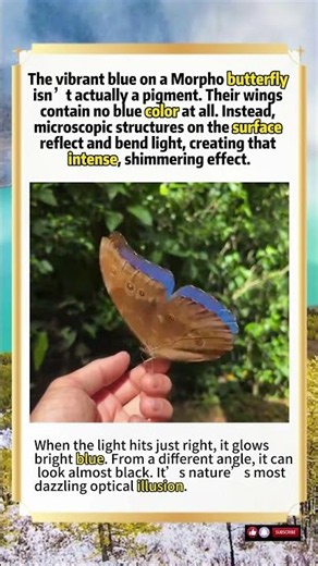 The Morpho Butterfly’s Blue Isn’t Even A Color#wildlife #animals #beautiful