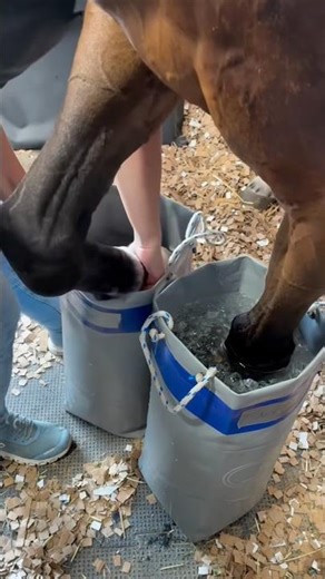 Why You Should Ice Your Horse’s Legs #goodtoknow #vet #medicine #educational #funfacts #lifehacks