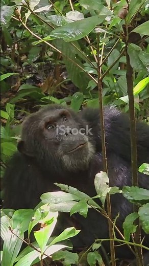 Chimpanzee Habitat: The Wild Side of Africa!